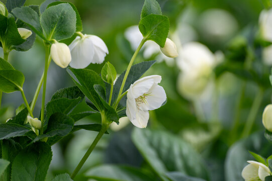 Cultivation of winter blossoming frowers Helleborug or Christmas rose plants in greenhouse in the Netherlands, flowers production in Europe