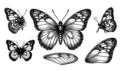 Kamehameha Butterfly Hand Drawn Vector Line Art Vintage Engraving Set EPS 10 © Sagor