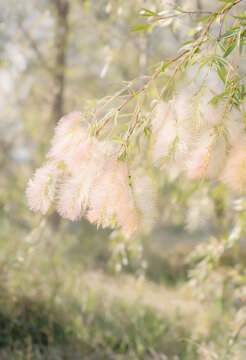 Soft pink bottlebrush flowers blooming on a tree branch in a natural outdoor setting during springtime, the delicate blossoms create a fluffy texture against the green leaves and blurred