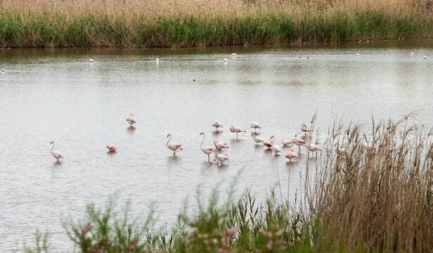 pink flamingo on a beautiful landscape in Larnaca, Oroklini Cyprus