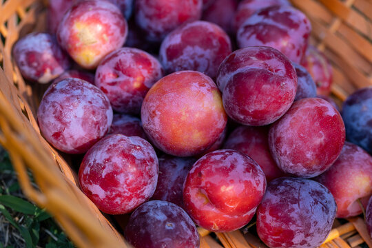 Fresh red and purple plums in a wooden basket after harvest. Ripe summer fruits representing healthy eating, seasonal produce, local farming and natural nutrition.