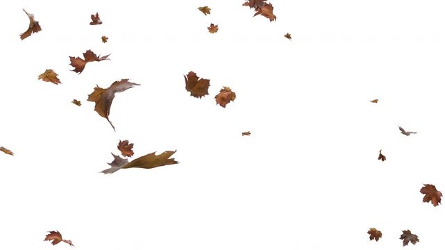 Falling autumn maple leaves floating on solid white background, 4K loop animation of dry brown seasonal foliage and leaves blowing motion for bright video overlay