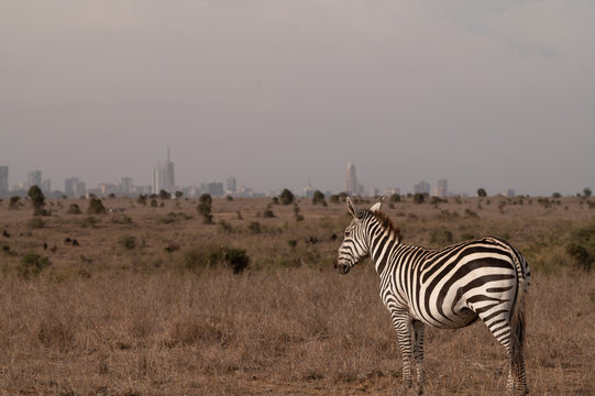 View of a zebra standing in the dry savanna of Nairobi National Park with the city skyline in the background in Nairobi, Nairobi County, Kenya.