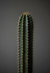 Fototapeta premium Tall green cactus with sharp spines against a dark gray background, desert plant and succulent