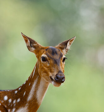 View of a spotted deer with white spots on its brown coat standing in a park in Lahore, Punjab, Pakistan.