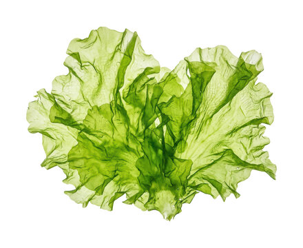 Fresh sea lettuce png Green ulva lactuca cutout Organic seaweed png Vibrant marine lettuce cutout Edible sea lettuce png Ruffled seaweed isolated transparent background image