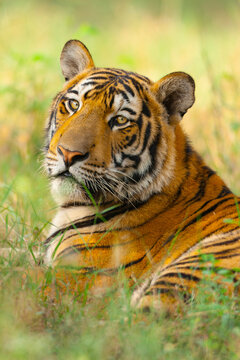 View of a tiger resting in the grass at Lahore Park in Lahore, Punjab, Pakistan.