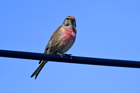 Bluth&auml;nfling - M&auml;nnchen // Common linnet - male (Linaria cannabina)