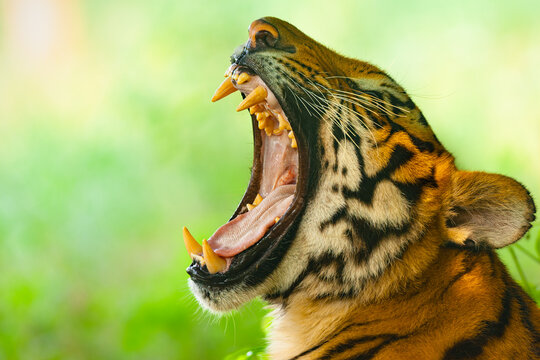 View of a tiger yawning with its mouth wide open, displaying sharp teeth and tongue against a soft green background in Lahore, Punjab, Pakistan.