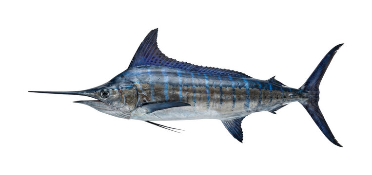 Majestic marlin png Blue marlin cutout Sailfish marlin png Swordfish marlin cutout Large marlin png Deep ocean marlin cutout Game fish isolated transparent background image