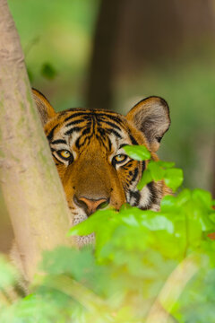 View of a tiger peeking from behind a tree trunk with green foliage in Lahore, Punjab, Pakistan.