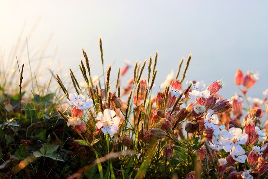 flowers in the garden