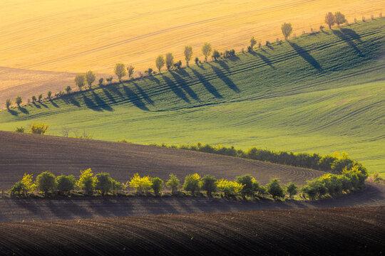 View of rolling agricultural fields with rows of trees casting long shadows under golden hour light in the countryside of Brno, South Moravian Region, Czechia.