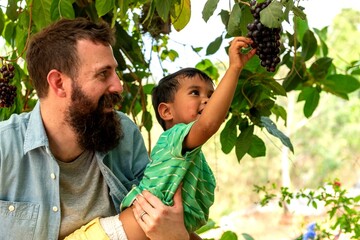 Obraz premium Father and child picking grapes.