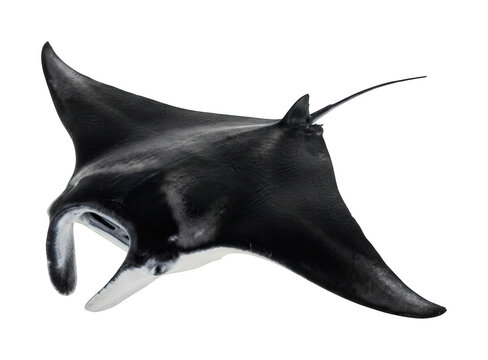 Majestic manta ray png Giant manta ray cutout Graceful marine ray png Sleek aquatic ray cutout Ocean manta ray png Tropical devil fish isolated transparent background image