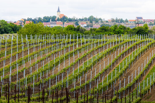 View of a lush vineyard with rows of vines leading towards a small village with a church tower in the background in Brno, South Moravian Region, Czechia.