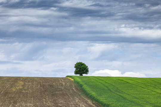 View of a solitary tree standing between a plowed brown field and a vibrant green crop field under a dramatic cloudy sky in Brno, South Moravian Region, Czechia.