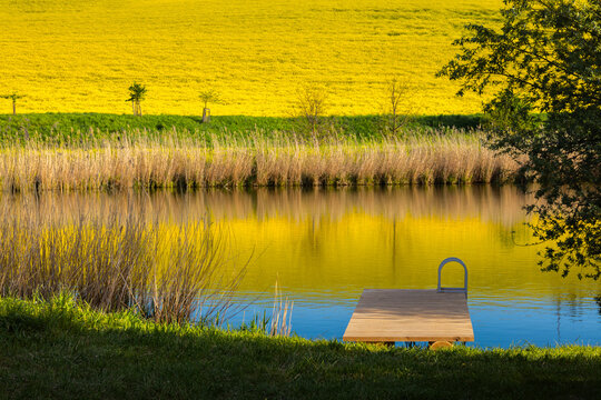 View of a wooden pier on a calm pond surrounded by tall reeds with a vibrant yellow rapeseed field in the background in Brno, South Moravian Region, Czechia.