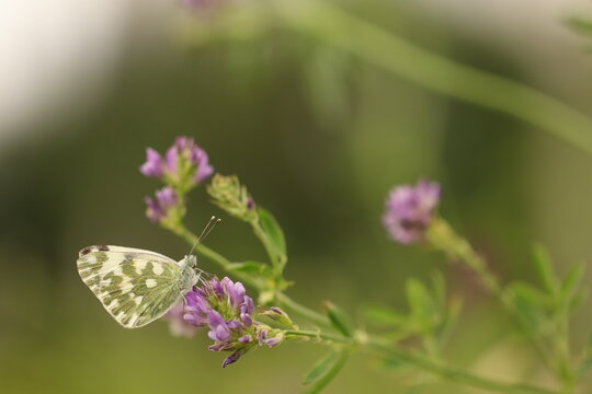 una farfalla pontia edusa su un fiore di trifoglio al tramonto