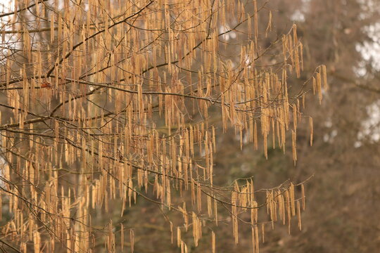 albero di nocciolo in inverno al tramonto con fiori