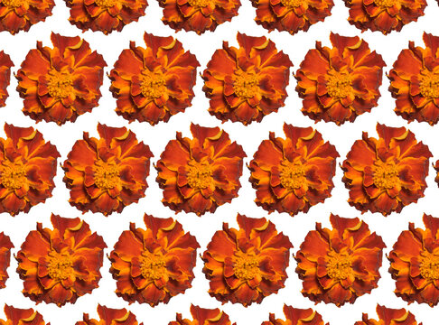 Blooming marigold bud on isolated background, repeating pattern