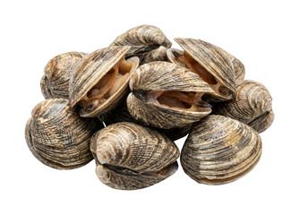 Fresh clams png Raw clam cutout Seafood clams png Ocean clam cutout Uncooked clams png Delicious clam cutout Healthy clams png Shellfish isolated transparent background image © Siyam