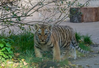 Siberian tiger - baby © Hana