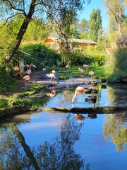 Naklejka premium Flamant rose