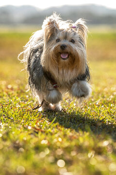 Yorkshire dog running alone and happily in a grassy park on a sunny day.