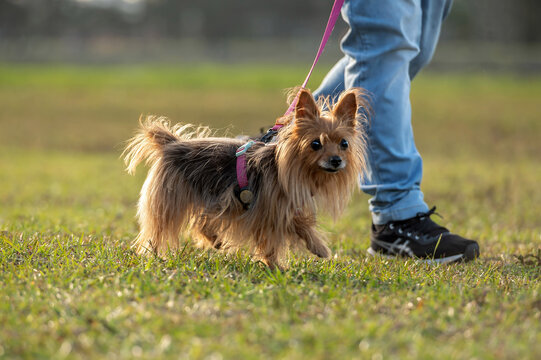 Yorkshire dog walking alongside a person's legs in a grassy field on a sunny day.
