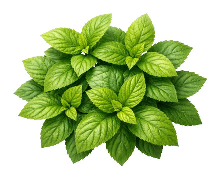 Fresh mint leaves on white