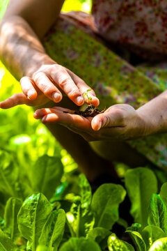 Person holding small seedling with soil, symbolizing new life and fresh growth