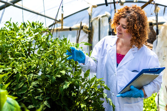 Scientist inspecting crops in a greenhouse, researching plant quality control and development