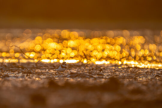 View of a small little ring plover bird standing on the muddy banks of the Chenab River at Head Marala with golden hour light reflecting on the water in Sialkot, Punjab, Pakistan.