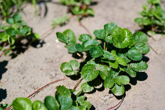 Young strawberry plant growing in sandy soil outdoors