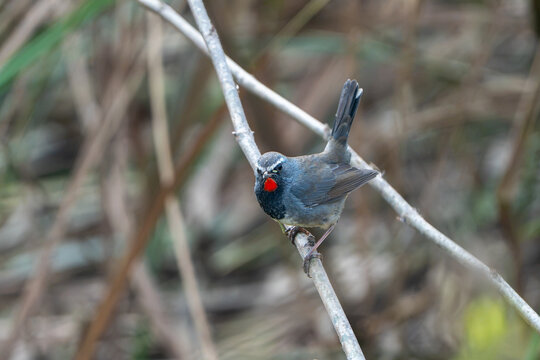 View of a Siberian Himalayan Rubythroat perched on a thin branch at Head Marala in Sialkot, Punjab, Pakistan.