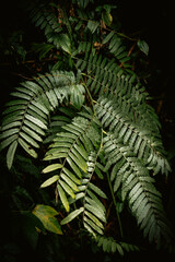 Lush tropical fern leaves in dense rainforest © Bpato Media