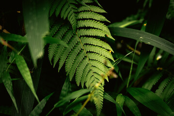 Close-up of tropical fern leaves in lush rainforest © Bpato Media