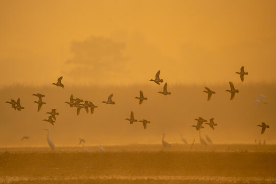 View of a flock of migratory ducks birds flying over the wetlands of Head Marala at sunrise in Sialkot, Punjab, Pakistan.