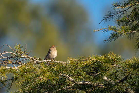 View of a small bird plain mountain finch perched on a pine tree branch at Toli Peer in Rawalakot, AJK, Pakistan.