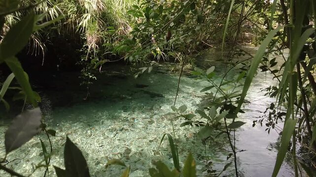 Slow motion shot of crystal clear turquoise water stream flowing through lush green jungle foliage at Mole di Narni, Umbria, Italy. Scenic hidden paradise nature video.