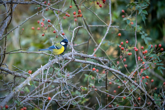 View of a Great Tit perched on a thorny branch adorned with small red berries in a natural setting in Rawalakot, AJK, Pakistan.
