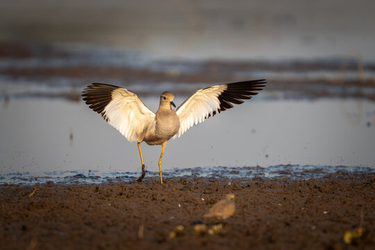 View of a bird with wings spread wide standing on the muddy banks of the Chenab River near Head Marala in Sialkot, Punjab, Pakistan.
