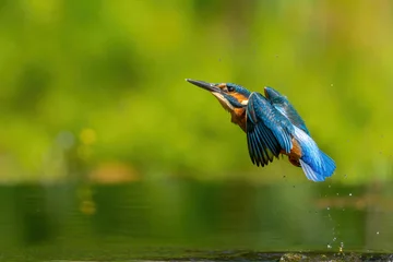 Common Kingfisher (Alcedo atthis) flying and diving for fish in the forest in the Netherlands © henk bogaard