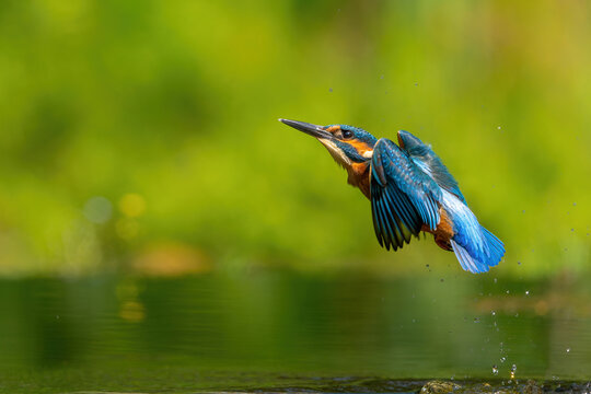 Common Kingfisher (Alcedo atthis) flying and diving for fish in the forest in the Netherlands