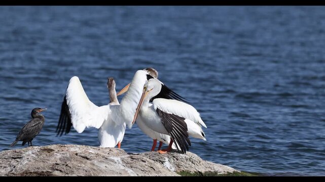 American white pelicans with a cormorant on the water, close up