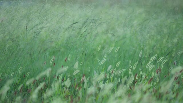 風に揺れる秋の雑草