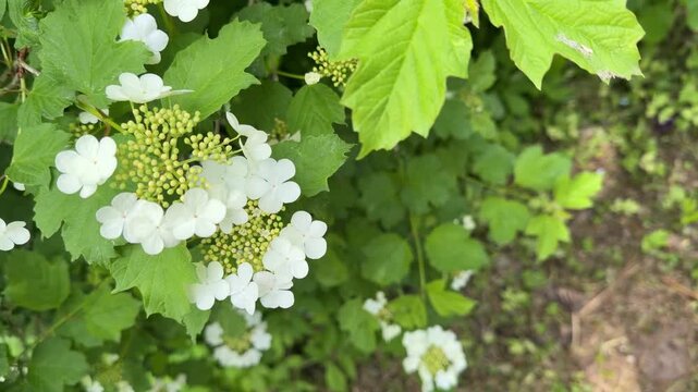 Beautiful white Viburnum opulus flowers blooming on a leafy green shrub branches in a spring garden