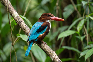 Fototapeta premium Beautiful white throated kingfisher perched on forest tree branch