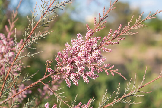 Close up of pink tamarix tamarisk salt cedar blooming branch outdoors